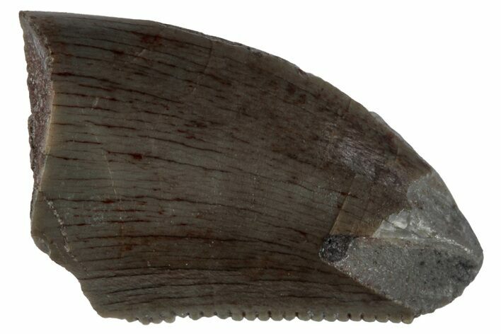 Serrated Megalosaurid (Marshosaurus) Tooth Tip - Colorado #261690
